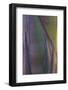 Baja California, Mexico. Agave detail.-Judith Zimmerman-Framed Photographic Print