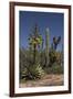 Baja California, Mexico. Blooming Agave and other desert cactus and flora near Mission San Borja-Judith Zimmerman-Framed Photographic Print