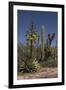 Baja California, Mexico. Blooming Agave and other desert cactus and flora near Mission San Borja-Judith Zimmerman-Framed Photographic Print