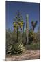 Baja California, Mexico. Blooming Agave and other desert cactus and flora near Mission San Borja-Judith Zimmerman-Mounted Photographic Print