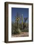 Baja California, Mexico. Blooming Agave and other desert cactus and flora near Mission San Borja-Judith Zimmerman-Framed Photographic Print