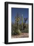 Baja California, Mexico. Blooming Agave and other desert cactus and flora near Mission San Borja-Judith Zimmerman-Framed Photographic Print