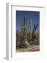 Baja California, Mexico. Blooming Agave and other desert cactus and flora near Mission San Borja-Judith Zimmerman-Framed Photographic Print