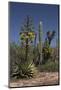 Baja California, Mexico. Blooming Agave and other desert cactus and flora near Mission San Borja-Judith Zimmerman-Mounted Photographic Print