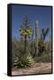 Baja California, Mexico. Blooming Agave and other desert cactus and flora near Mission San Borja-Judith Zimmerman-Framed Stretched Canvas