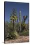 Baja California, Mexico. Blooming Agave and other desert cactus and flora near Mission San Borja-Judith Zimmerman-Stretched Canvas