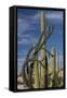 Baja California, Mexico. Boojum Tree and Cardon Cactus growing among the boulders near Catavina.-Judith Zimmerman-Framed Stretched Canvas