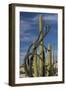 Baja California, Mexico. Boojum Tree and Cardon Cactus growing among the boulders near Catavina.-Judith Zimmerman-Framed Photographic Print