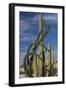 Baja California, Mexico. Boojum Tree and Cardon Cactus growing among the boulders near Catavina.-Judith Zimmerman-Framed Photographic Print