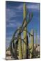 Baja California, Mexico. Boojum Tree and Cardon Cactus growing among the boulders near Catavina.-Judith Zimmerman-Mounted Photographic Print