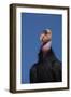 Baja California, Mexico. California Condor in the wild.-Judith Zimmerman-Framed Photographic Print