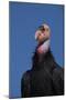 Baja California, Mexico. California Condor in the wild.-Judith Zimmerman-Mounted Photographic Print