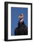 Baja California, Mexico. California Condor in the wild.-Judith Zimmerman-Framed Photographic Print