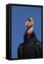 Baja California, Mexico. California Condor in the wild.-Judith Zimmerman-Framed Stretched Canvas