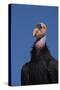 Baja California, Mexico. California Condor in the wild.-Judith Zimmerman-Stretched Canvas