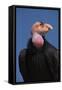 Baja California, Mexico. California Condor in the wild-Judith Zimmerman-Framed Stretched Canvas