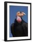 Baja California, Mexico. California Condor in the wild-Judith Zimmerman-Framed Photographic Print