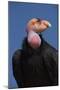 Baja California, Mexico. California Condor in the wild-Judith Zimmerman-Mounted Photographic Print