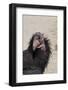 Baja California, Mexico. California Condor in the wild.-Judith Zimmerman-Framed Photographic Print