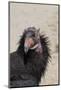 Baja California, Mexico. California Condor in the wild.-Judith Zimmerman-Mounted Photographic Print