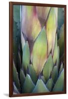 Baja California, Mexico. Colorful Agave detail.-Judith Zimmerman-Framed Photographic Print