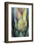 Baja California, Mexico. Colorful Agave detail.-Judith Zimmerman-Framed Photographic Print