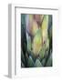 Baja California, Mexico. Colorful Agave detail.-Judith Zimmerman-Framed Photographic Print