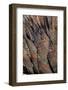 Baja California, Mexico. Colorful Agave detail-Judith Zimmerman-Framed Photographic Print