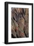 Baja California, Mexico. Colorful Agave detail-Judith Zimmerman-Framed Photographic Print