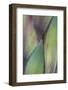 Baja California, Mexico. Colorful Agave detail-Judith Zimmerman-Framed Photographic Print