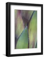 Baja California, Mexico. Colorful Agave detail-Judith Zimmerman-Framed Photographic Print