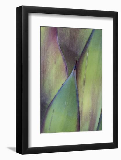 Baja California, Mexico. Colorful Agave detail-Judith Zimmerman-Framed Photographic Print