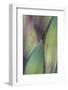 Baja California, Mexico. Colorful Agave detail-Judith Zimmerman-Framed Photographic Print