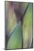 Baja California, Mexico. Colorful Agave detail-Judith Zimmerman-Mounted Photographic Print