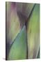 Baja California, Mexico. Colorful Agave detail-Judith Zimmerman-Stretched Canvas