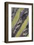 Baja California, Mexico. Detail of cardon cactus.-Judith Zimmerman-Framed Photographic Print