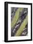 Baja California, Mexico. Detail of cardon cactus.-Judith Zimmerman-Framed Photographic Print