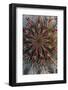 Baja California, Mexico. Detail of cardoon cactus spines-Judith Zimmerman-Framed Photographic Print