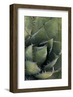 Baja California, Mexico. Green Agave leaves, detail.-Judith Zimmerman-Framed Photographic Print