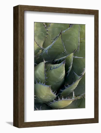 Baja California, Mexico. Green Agave leaves, detail.-Judith Zimmerman-Framed Photographic Print