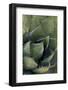 Baja California, Mexico. Green Agave leaves, detail.-Judith Zimmerman-Framed Photographic Print