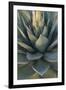 Baja California, Mexico. Green Agave leaves, detail-Judith Zimmerman-Framed Photographic Print