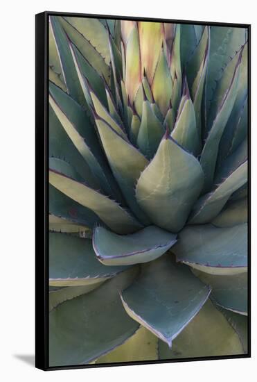 Baja California, Mexico. Green Agave leaves, detail-Judith Zimmerman-Framed Stretched Canvas