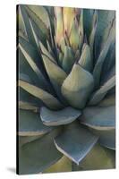 Baja California, Mexico. Green Agave leaves, detail-Judith Zimmerman-Stretched Canvas