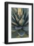 Baja California, Mexico. Green Agave leaves, detail-Judith Zimmerman-Framed Photographic Print