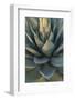 Baja California, Mexico. Green Agave leaves, detail-Judith Zimmerman-Framed Photographic Print