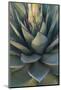 Baja California, Mexico. Green Agave leaves, detail-Judith Zimmerman-Mounted Photographic Print