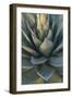 Baja California, Mexico. Green Agave leaves, detail-Judith Zimmerman-Framed Photographic Print