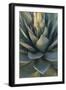 Baja California, Mexico. Green Agave leaves, detail-Judith Zimmerman-Framed Photographic Print