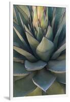 Baja California, Mexico. Green Agave leaves, detail-Judith Zimmerman-Framed Premium Photographic Print